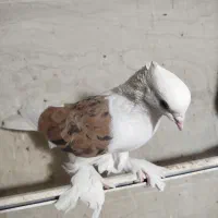 دوکتی|پرنده|قم, شهر قائم|دیوار