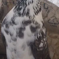 کفتر پرشی