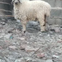 بره نر جوان