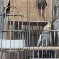عروس هلندی یک‌جفت بالغ اماده تخم با یه جوجه ۱۰ماهه