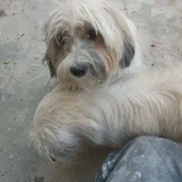 سگ گم شده