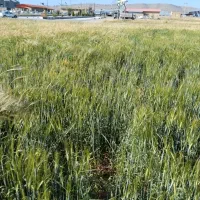 درخواست تراکتور بیل جلو برای کار در گاوداری صنعتی