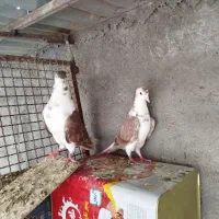 کبوتر