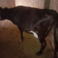 چن‌راس‌گاو‌ابستن