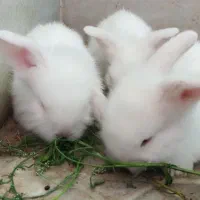 بچه خرگوش سفید چشم شرابی