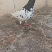 تابلو عکس طرح ک ف تر