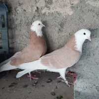 کبوتر شازده زرد