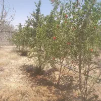 فروش زمین  باغی  در مجموعه باغهای کلارتان