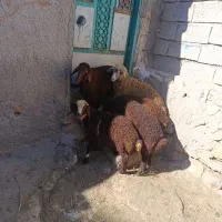 5عدد قوزی نربرای نگه داشتن 22کیلو