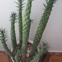 تعدادی گل با گلدان