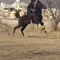 دوعدداسب مادیان