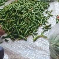 خیار خیارشوری میزان