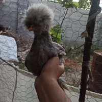 جوجه مرغ سلطان