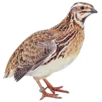 بلدرچین