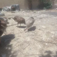 بوقلمون ماده