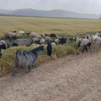 کهره