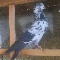 کبوتر