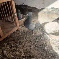کبوتر پلاکی ماده قیمت ۷۰۰