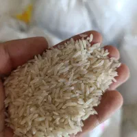 برنج طارم هاشمی