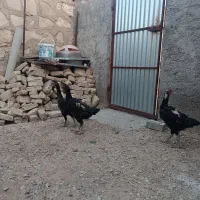 مرغ لاری تخم گزار درجه یک