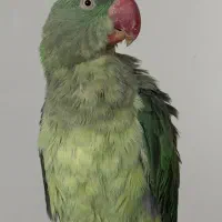 شاه طوطی