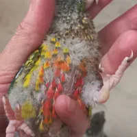 جوجه گرینچیک یک ماهه یلوساید دستی