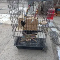 قفس پرنده
