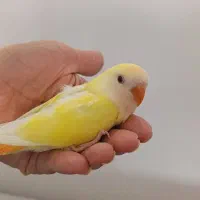 جوجه طوطی برزیلی