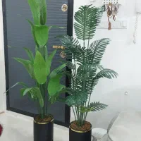 فروش و ارسال فوری درختچه زیر قیمت با تخفیف ویژه