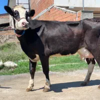 تلیسه موند سیمنتال ابستن