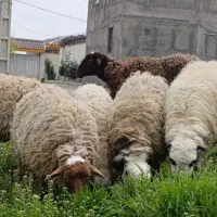 میش،وبره شیشک جهت قربانی