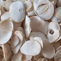 موسیر درشت