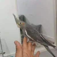 عروس هلندی مولد(جفت) با دوتا جوجه