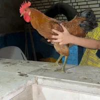 مرغ و خروس