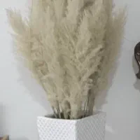 گل پامپاس با گلدان