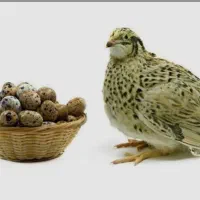 بلدرچین حاج عمو