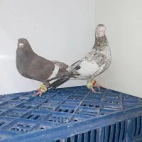 رنگه دورگ
