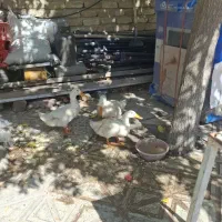 اوردک ۳ عدد دو میلیون
