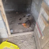 مرغ. با جوجه  یک هفته از تخم در اومده