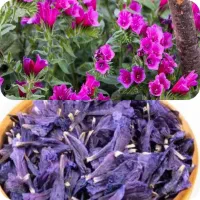 گل گاو زبان اشکور