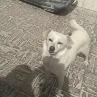 سگ پاپی