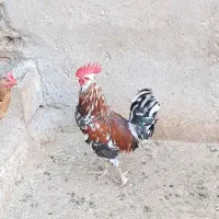 خروس
