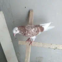 کبوتر جوجه یک پری تضمینی