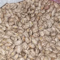 لوبیا چیتی محلی درجه 1