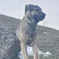 سگ سرابی