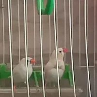فنچ بالغ تخم گذار به ضمانت