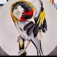 سهره مریض. کچل. ورم روده