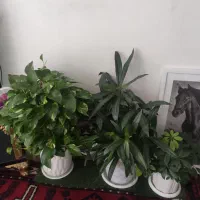 گل طبیعی و زیبا
