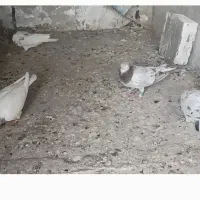 کفتر سار