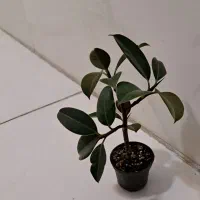 فیکوس سبزوبلک